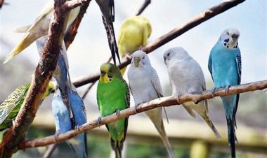 Evcil Kuşlar için Doğal Ev Yapımı Mama Tarifleri