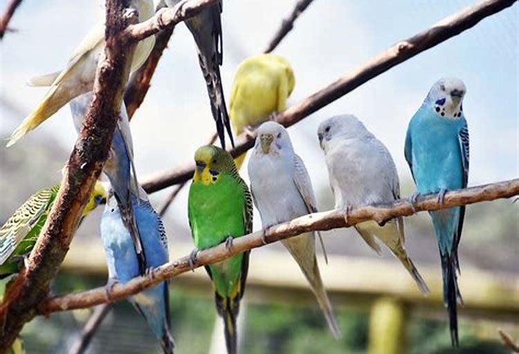 Evcil Kuşlar için Doğal Ev Yapımı Mama Tarifleri