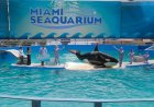 Orca Lolita, Miami Deniz Akvaryumu'nda yaşlılık ve kronik hastalıklar nedeniyle öldü