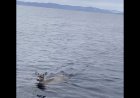 Alaska'nın soğuk sularında mahsur kalan 2 geyik, askerler tarafından kurtarıldı, tekneye bindirildi
