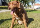 Dünyanın en yaşlı köpeği Bobi 31 yaşında öldü