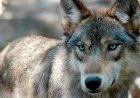 Wisconsin yetkilileri yeni kurt yönetim planını onayladı ancak nüfus hedefi yok