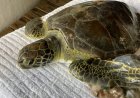 Florida'da tedavi gören 3 deniz kaplumbağası doğaya salındı