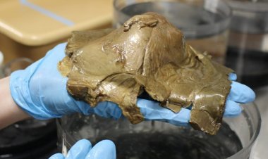 Araştırmacılar tarafından Alaska deniz tabanında keşfedilen gizemli 'altın küre'