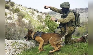 Kahraman İsrail K-9 birimi, Hamas'ın terör saldırısı sırasında 200'den fazla sivili kurtardı