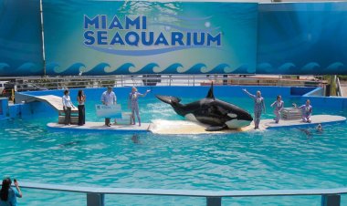Orca Lolita, Miami Deniz Akvaryumu'nda yaşlılık ve kronik hastalıklar nedeniyle öldü