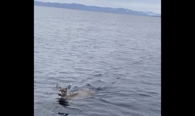 Alaska'nın soğuk sularında mahsur kalan 2 geyik, askerler tarafından kurtarıldı, tekneye bindirildi