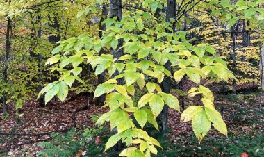 Vermont'ta ilk kez kayın yaprağı hastalığı bildirildi