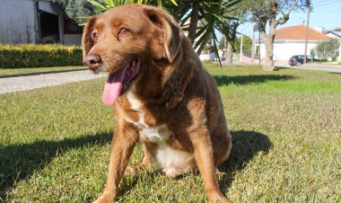 Dünyanın en yaşlı köpeği Bobi 31 yaşında öldü