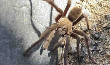 Karavan ve motosikletin karıştığı kazadan Ölüm Vadisi Milli Parkı'nda yolda seyreden Tarantula sorumlu tutuldu