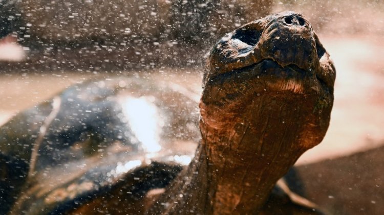 NASA, Temmuz ayının 1880'den bu yana kaydedilen en sıcak ay olduğunu söyledi