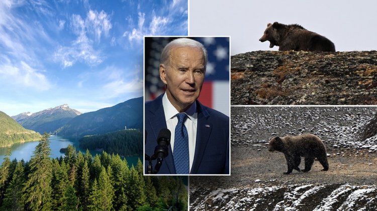 Üst düzey Cumhuriyetçi, Biden'ın ölümcül boz ayıları kırsal toplulukların yakınında serbest bırakma planını engellemek için harekete geçti