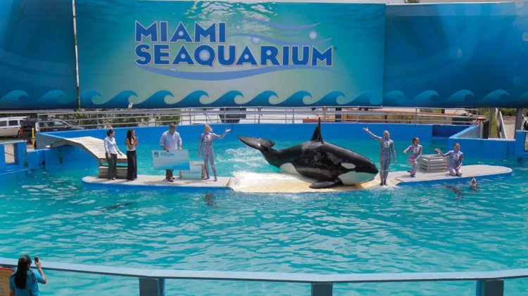 Orca Lolita, Miami Deniz Akvaryumu'nda yaşlılık ve kronik hastalıklar nedeniyle öldü
