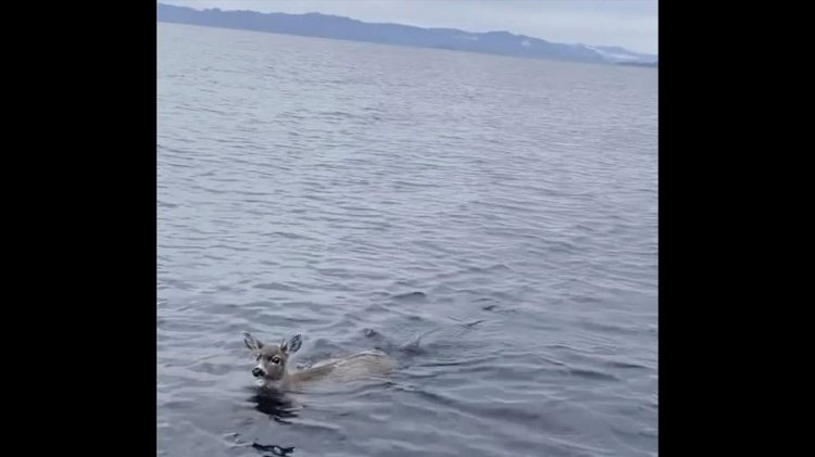 Alaska'nın soğuk sularında mahsur kalan 2 geyik, askerler tarafından kurtarıldı, tekneye bindirildi