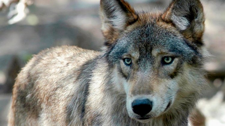 Wisconsin yetkilileri yeni kurt yönetim planını onayladı ancak nüfus hedefi yok