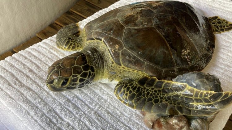 Florida'da tedavi gören 3 deniz kaplumbağası doğaya salındı