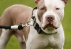 American XL Bully, çok sayıda saldırının ardından İngiltere'de resmen yasaklandı