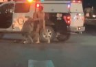 Çıplak adam devriye arabasını çalmadan ve çarpmadan önce Las Vegas polisiyle boğuşuyor: video