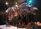 Dinozorlar 'kıyamet sonrası toz bulutu' nedeniyle ölmüş olabilir: çalışma