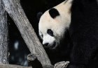 3 dev panda DC'nin Smithsonian Ulusal Hayvanat Bahçesi'nden Çin'e doğru yola çıktı ve 50 yıllık koşuya son verdi