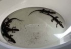 Floridalı adam timsahlarla dolu küvetle yakalandı