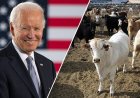 Biden yöneticisi, potansiyel olarak yıkıcı hastalık içeren gıda ithalatına sınırları açtığı için ateş altında