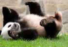Başkan Xi: Çin, ABD'ye daha fazla dev panda gönderecek