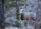 Yellowstone Milli Parkı, geyik karkas testlerinin pozitif çıkmasının ardından ilk ölümcül beyin hastalığı vakasını tespit etti