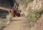 Kaliforniyalı kadın Sierra Madre yürüyüş parkurunda yaklaşan ayı ve yavrularına kükrüyor: video