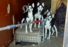 Dehşet evi: Philadelphia'daki terkedilmiş, yaşanamaz evde düzinelerce husky köpek yavrusu ve anne bulundu