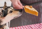 Şükran Günü'nden sonra bunlar köpeğinizin bırakabileceği en kötü kalıntılardır - listeye bakın