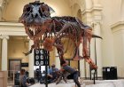 T. rex iskeleti, sahibinin ölümünden sonra miras anlaşmazlığına yol açtı
