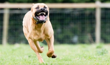 Utahlı kadın, oğlunun pitbull sürüsü tarafından vahşice saldırıya uğradıktan sonra bacağını kaybetti