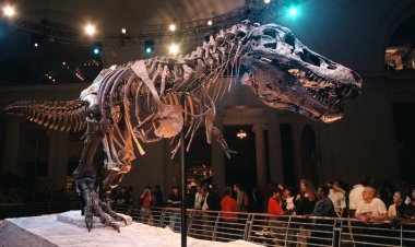 Dinozorlar 'kıyamet sonrası toz bulutu' nedeniyle ölmüş olabilir: çalışma