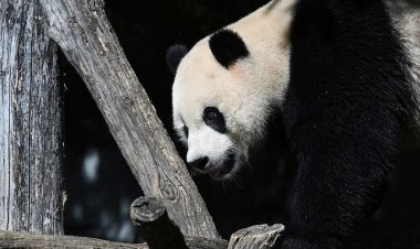 3 dev panda DC'nin Smithsonian Ulusal Hayvanat Bahçesi'nden Çin'e doğru yola çıktı ve 50 yıllık koşuya son verdi