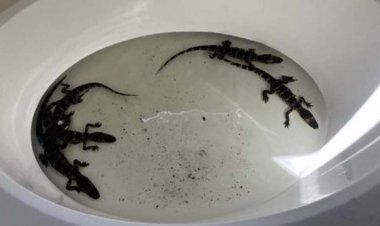 Floridalı adam timsahlarla dolu küvetle yakalandı