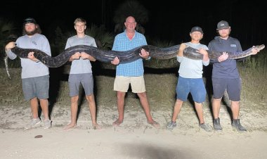 Floridalı erkekler Everglades'te 17 metrelik, 200 kiloluk devasa istilacı pitonu yakaladı