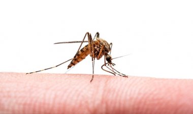'Gelişen küresel sağlık tehdidi' olan chikungunya virüsüne karşı ilk aşı FDA onayını aldı