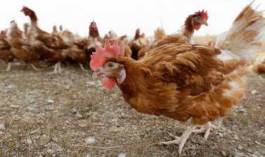 IA tavuk çiftliği bu hafta ikinci büyük vakada şiddetli kuş gribi salgınıyla karşı karşıya
