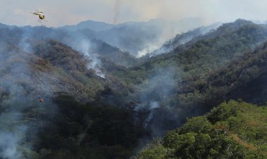 Hawaii orman yangını Oahu'nun yerel yağmur ormanlarını harap ederek hassas ekosistemler için tehdit oluşturuyor