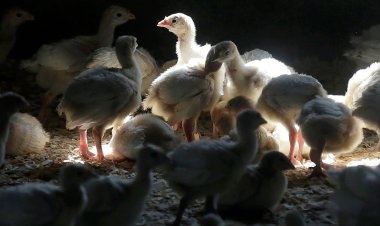 ABD'deki kuş gribi salgınında 2022'ye kıyasla daha az kuş itlaf edildi