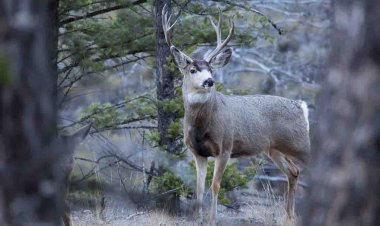 Yellowstone Milli Parkı, geyik karkas testlerinin pozitif çıkmasının ardından ilk ölümcül beyin hastalığı vakasını tespit etti