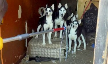 Dehşet evi: Philadelphia'daki terkedilmiş, yaşanamaz evde düzinelerce husky köpek yavrusu ve anne bulundu