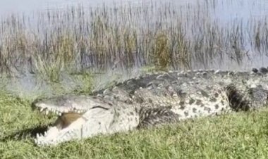 'Croczilla' lakaplı devasa timsah Florida'daki Everglades Ulusal Parkı'nda güneşleniyor, video gösterileri