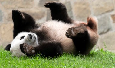 ABD'de yalnızca 4 panda kaldı, ancak Biden-Xi zirvesi ilişkileri 'derinleştirme' eğilimini tersine çevirebilir