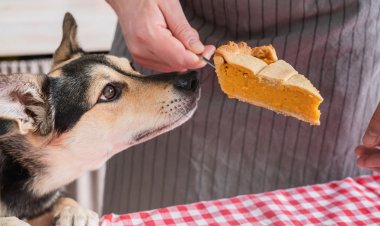 Şükran Günü'nden sonra bunlar köpeğinizin bırakabileceği en kötü kalıntılardır - listeye bakın
