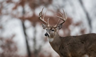 Wisconsin bu av sezonunda geyik ölümlerinde %18 düşüş bildirdi