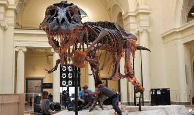 T. rex iskeleti, sahibinin ölümünden sonra miras anlaşmazlığına yol açtı