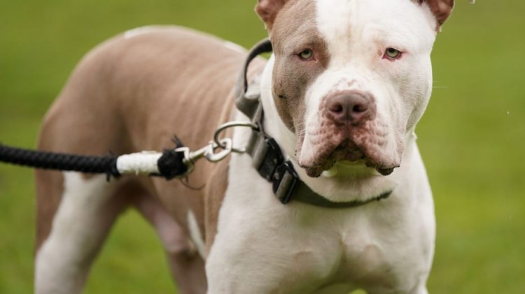 American XL Bully, çok sayıda saldırının ardından İngiltere'de resmen yasaklandı