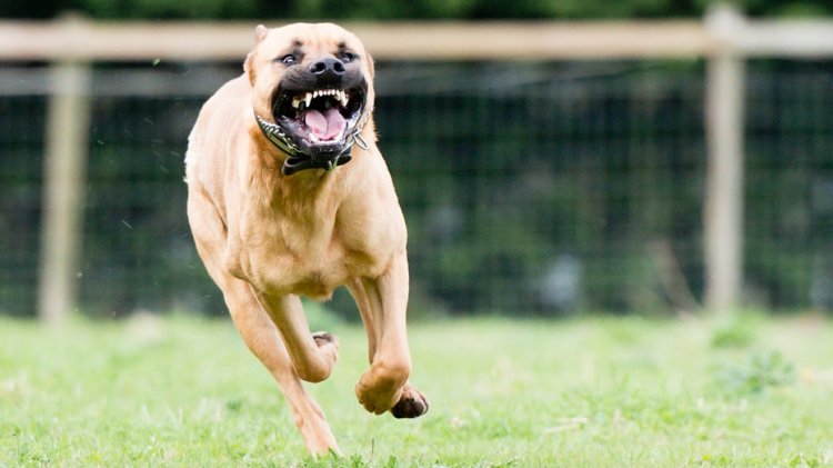 Utahlı kadın, oğlunun pitbull sürüsü tarafından vahşice saldırıya uğradıktan sonra bacağını kaybetti